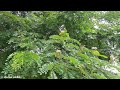 Beautiful Rain Tree || Monkeypod || Albizia saman || রেইন ট্রি