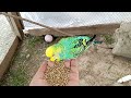 Cute Australian  Parrots