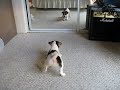 Elsie ~The Jack Russell Puppy ~ In The Mirror