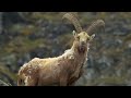 Eagles: The Kings of the Sky | Free Documentary Nature