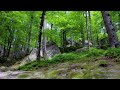 Healing Harmony: Music for the Heart and Blood Vessels 🌿 Relaxing music for stress relief #16
