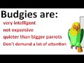 5 REASONS WHY BUDGIES ARE GREAT PETS!