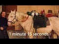 How to Saddle a Medieval Warhorse (Medieval Recap)