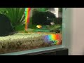 A true rainbow fish #aquarium #aquascape #fishtank