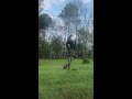 Man Catches Turkey with His Bare Hands Using Decoy || ViralHog