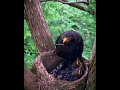 Common blackbird Birds Mother raises three children in a nest. full video [ Review Bird Nest ]