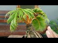 PROSES PECAH DAUN BONSAI KELAPA