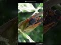 Cicada molts and 