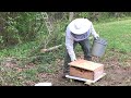 catching a swarm of honey bees