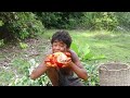 Jungle Food Cooking. Roasted Chicken in Pot Eating with Spicy Chili sauce in Rainforest.