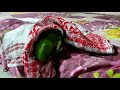 Talking parrot 🐦|Parrot कैसे बात करता है @souravjoshivlogs7028