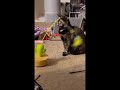 Cat discovers a new favorite toy