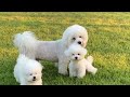 Bichon Frise: The Pros & Cons of Owning One