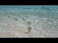 SHARKS ATTACK FEEDING FRENZY IN THE MALDIVES!