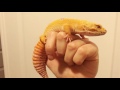Checking my geckos toes