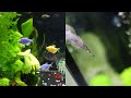 NEW Glofish Channel!