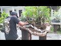 THE PROCESS OF TRANSFER OF BONSAI BONSAI MATERIALS