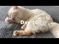 Planned Pethood Cat Neutering