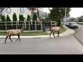Elk in Jasper, AB