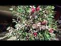 HIBISCO COLORAMA em vasos (Hibiscus Rosa-Sinensis) /Dicas de cultivo