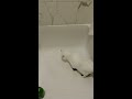 Deaf white cat demands fluids