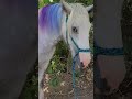 Unicorn 🦄 Transformation! Using ‎@oVertoneColor  to make my horse a color Unicorn! #oVertonePartner