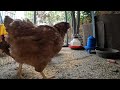 Backyard Chickens Fun Relaxing Video Sounds Noises ASMR Hens Clucking Roosters Crowing!
