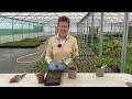 Euphorbia: Which Perennial Varieties to Grow | How to Propagate Euphorbia | How To Cut Back Safely