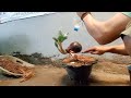 PERAWATAN BONSAI KELAPA HULUNG DARI AWAL DAUN AGAR TETAP KECIL100%AMAN.