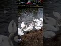Wednesday Swan feeding part 1