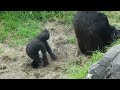 Baby gorillas Kabibe and Hasani, SF Zoo Oct 10, 2014 #kabibe #hasani