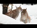 Learn About Lynx: Educational Video / ESL Listening Lesson - Iconic Canadian Animals - Fun English