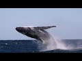 Whale Watching Sydney 2021