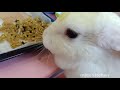 MUKBANG WITH OUR RABBIT