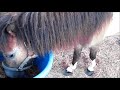 LITTLE RESCUE PONY GETS A BETTER LIFE