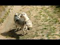 Watch these wolves play with eachother