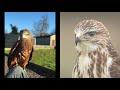 Buzzards vs. Kites. Whats the difference? | Fens Falconry