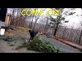 Cutting your own Christmas tree?  Worth it?