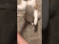 Playful Cat