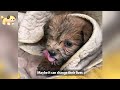 Please don't hit me - Three-week-old puppy trapped in smelly ditch - struggling in despair