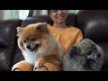 What are some common personality traits of Pomeranians?