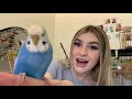 Basics of Owning a Budgie/Parakeet