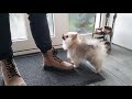 Daily Life Routines | Episode 3 | Pomeranian Puppy