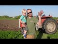 Let's Go Plowing! Using The Massey Ferguson 1085 Pulling The International 710 3-Bottom!