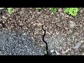 Snake hunting in Pennsylvania: Rat snake, Water snakes, and Snapping turtles!