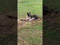 Millie digging a hole.