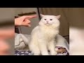 You Laugh You Lose 🤣 Funniest Dogs and Cats 2024 😹🐶 Part 9