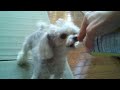 Napoleon, the teacup poodle, gets a little taste of whipped cream, yum