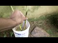 How to grow bamboo from cuttings| Fast method for growing bamboo