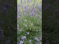 #lavender #botanicalgarden #home